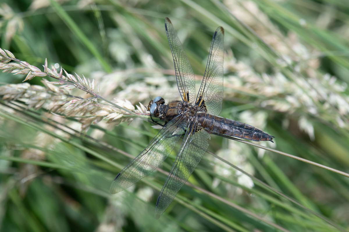 Scarce Chaser